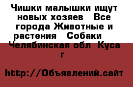   Чишки-малышки ищут новых хозяев - Все города Животные и растения » Собаки   . Челябинская обл.,Куса г.